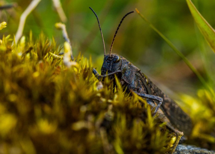 En gråbrun gräshoppa sitter i grön mossa