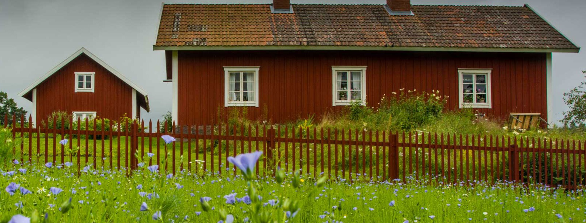 Två röda bostadshus med vita knutar, omgivna av äng med blommande blå lin.